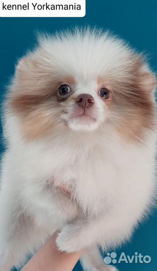 Померанский шпиц шоколадный триколор мерле