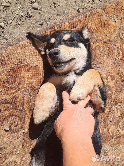 Собака в добрые руки