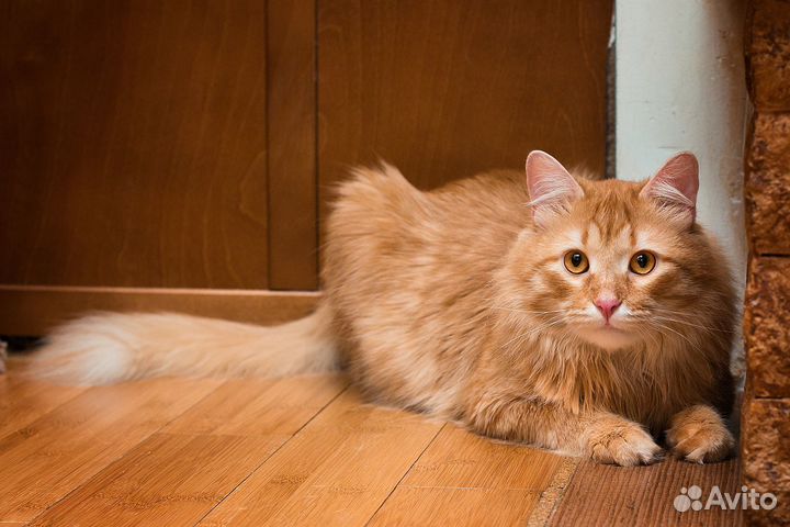 Рыжий, пушистый котик Фидель в добрые руки, в дар