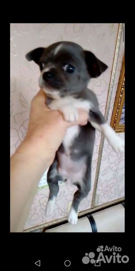 Чихуахуа карликовый пинчер той терьер Челябинск