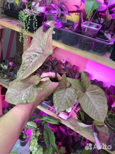 Сингониумы сортовые