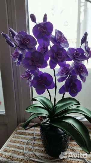 Орхидея-ночник