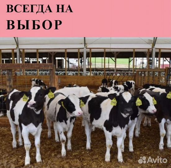 Телята бычки