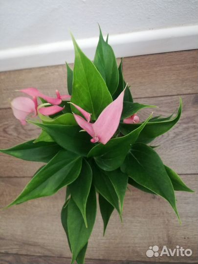 Антуриумы 10 видов