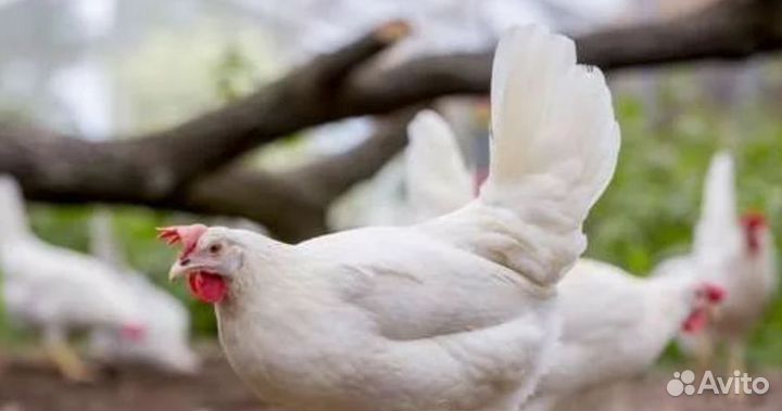 Куры несушки