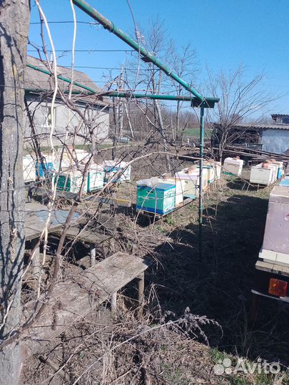 Продается пасека