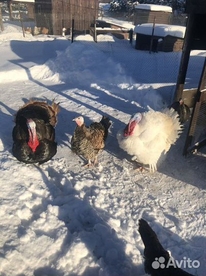 Инкубационное яйцо индейки,гусиные Линда и куриные