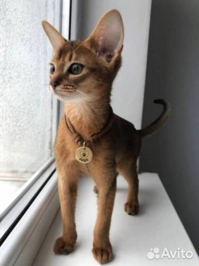 Адресники для кошек 20мм 25мм 32мм