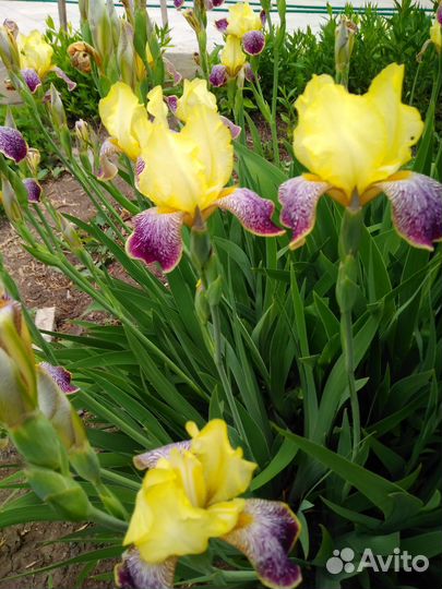 Ирисы, хосты,бадан