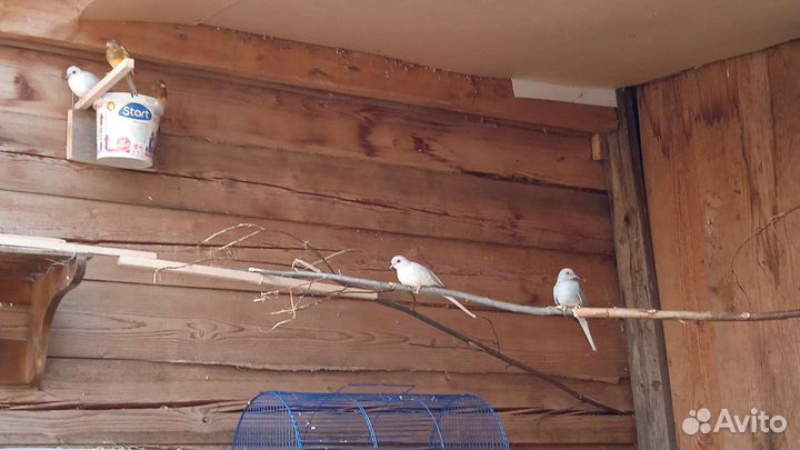 Певчие птицы