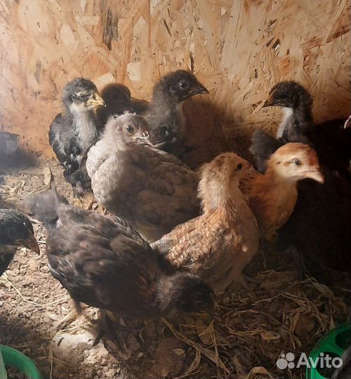 Цыплята, утята, молодые петушки