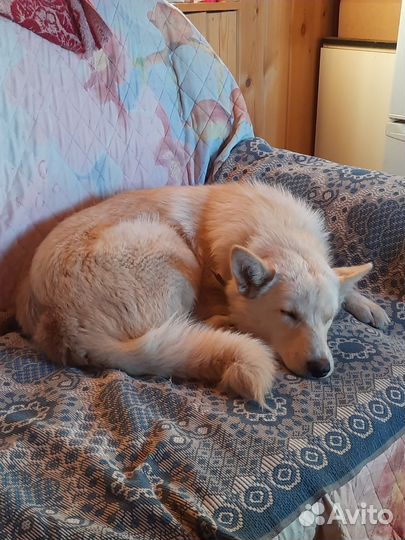 Отдам в добрые руки