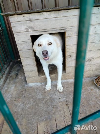 Собака в добрые руки