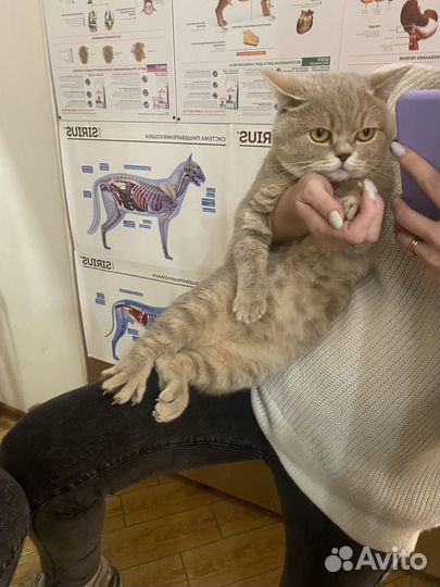 Котик в добрые руки
