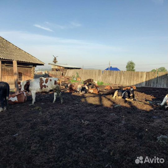 Скот продам