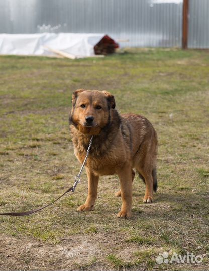 Отдам в добрые руки