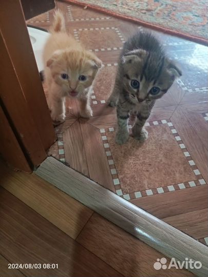 Котята в добрые руки бесплатно мальчик и девочка