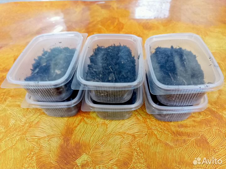 Червь навозный