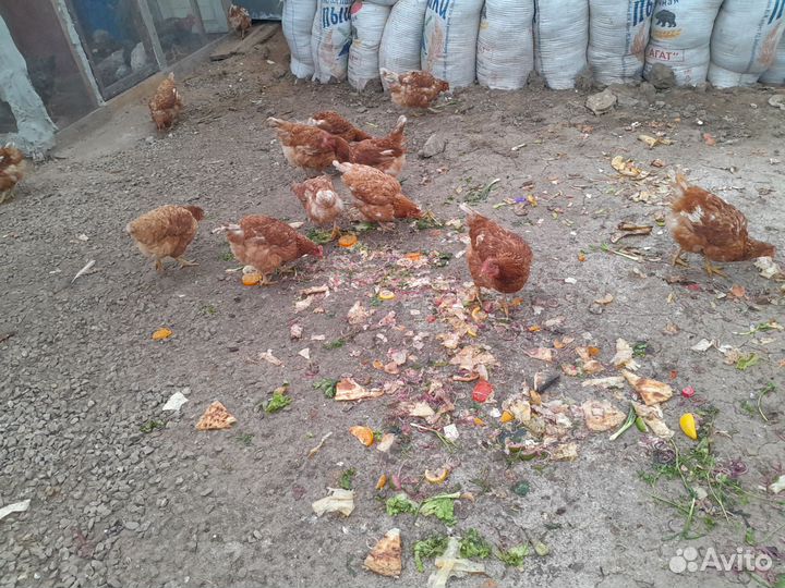 Куры доминанты