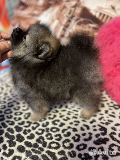 Щенки померанского шпица