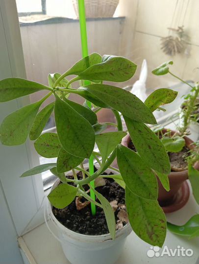 Продам цветы комнатные