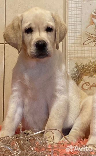 Лабрадор щенки