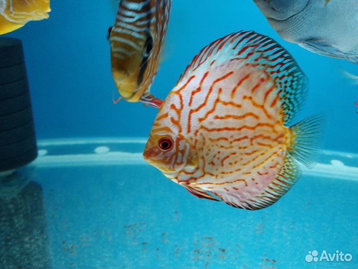 Дискусы (цихлиды)