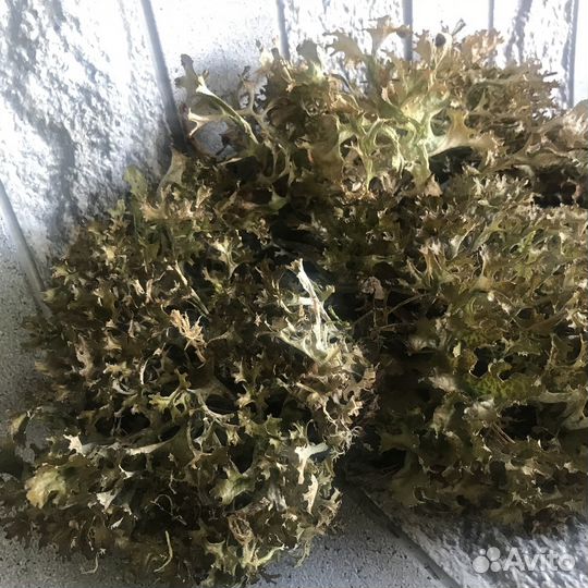 Цетрария исландская