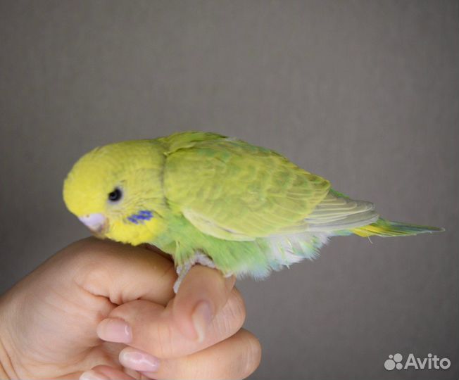 Птенец самочка волнистых попугаев