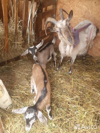 Две козочки