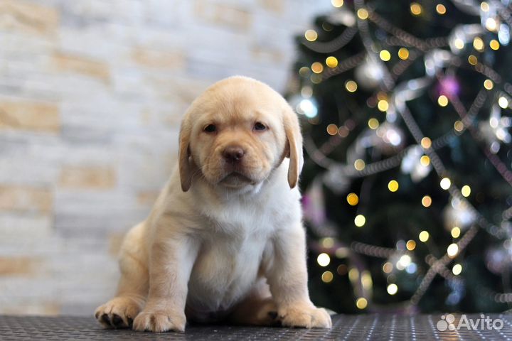 Щенки лабрадора РКФ