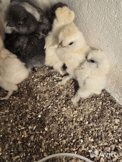 Китайские шелковые куры