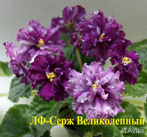 Фиалки