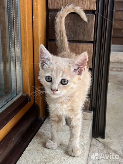 Персик ищет дом