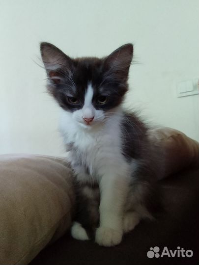 Кошка