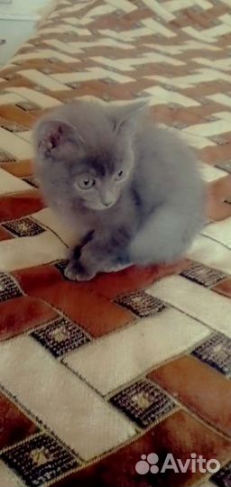 Кошечка и котик