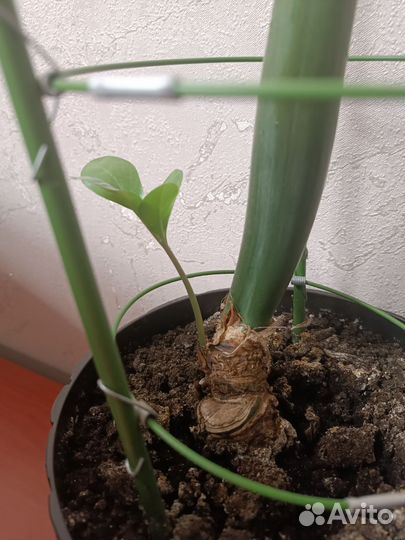 Замиокулькас