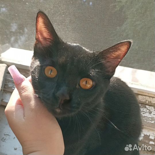 Отдам кота в добрые руки