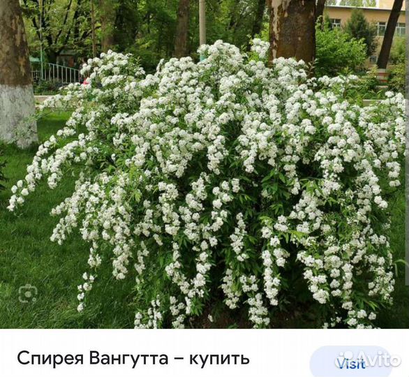 Спирея грефшейм, вангутта, ниппонская