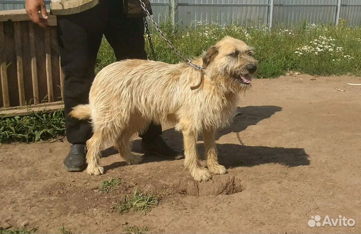 Злата, сука