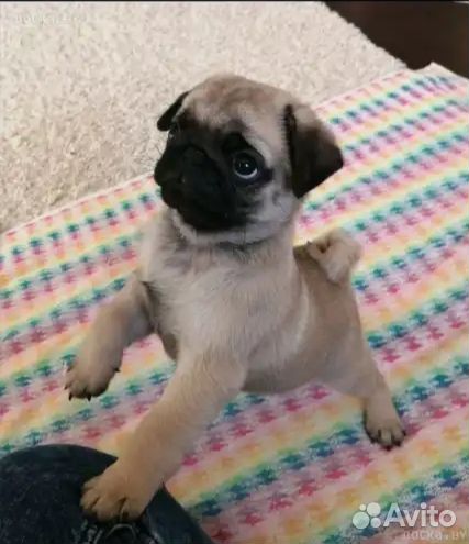 Щенки мопса