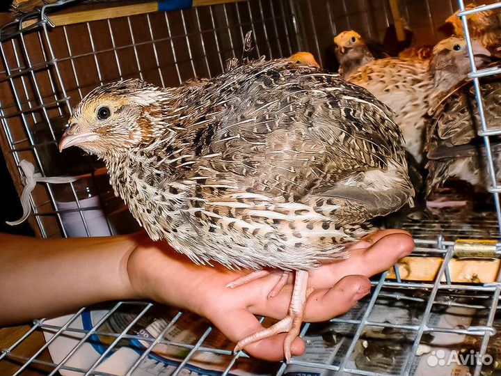 Перепела продажа