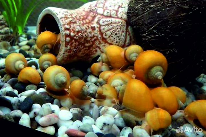 Продам аквариумы,Улитки ампулярии грунт пропанТ