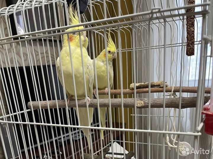 Пара попугаев карелла с клеткой