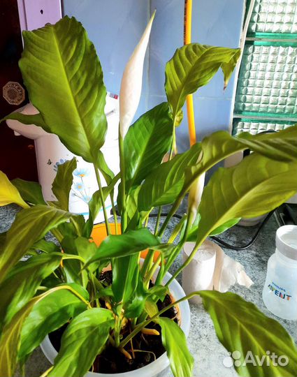 Спатифиллум