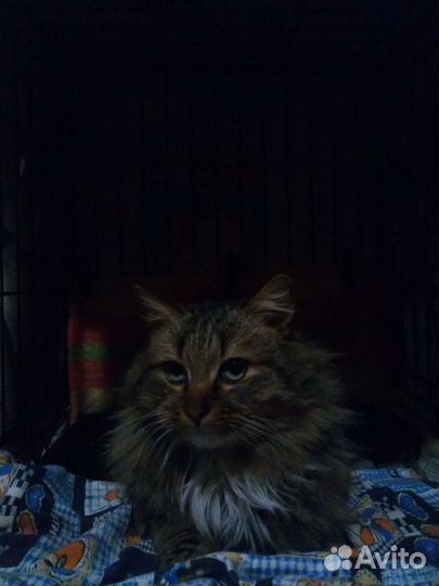 Котик ищет дом