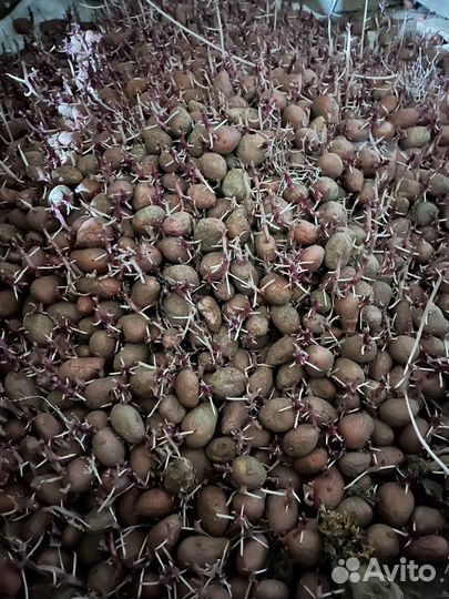 Продажа мелкого картофеля