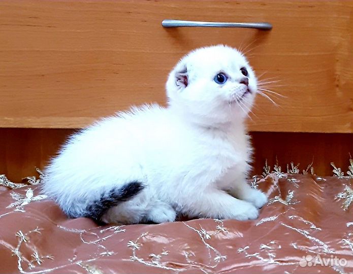 Шотландские котята