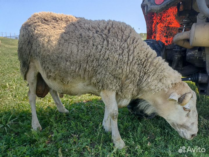 Баран и барашки