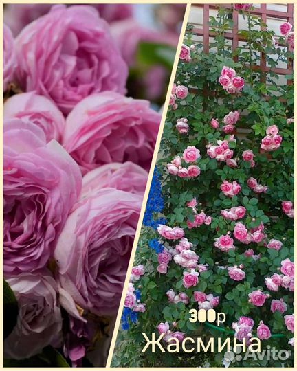 Продаю на месте и почтой саженцы роз - плетистые